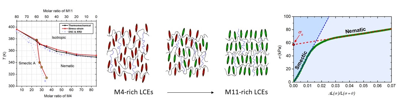 Immagini LC e NMR 2
